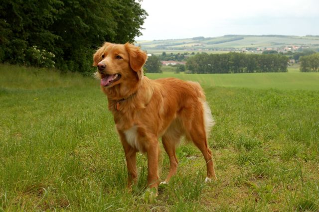 Nova scotia duck tolling retriever